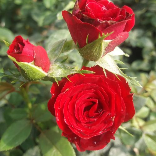 Rozen bestellen en bezorgen - Rosa Festival® - rood - dwergrozen - minirozen - zacht geurende roos - W. Kordes & Sons - Rijke loof.